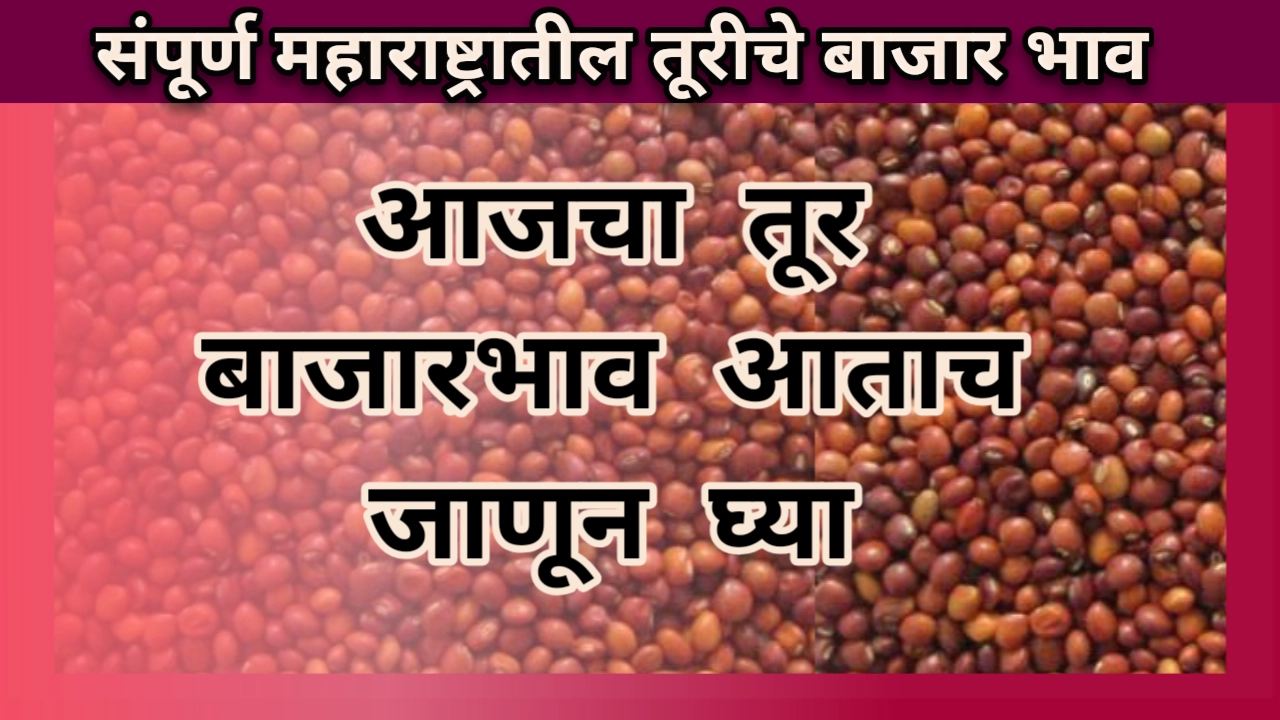 Tur rate: आजचे तुर बाजारभाव महाराष्ट्र, अपडेट झालेले तुरीचे बाजार भाव