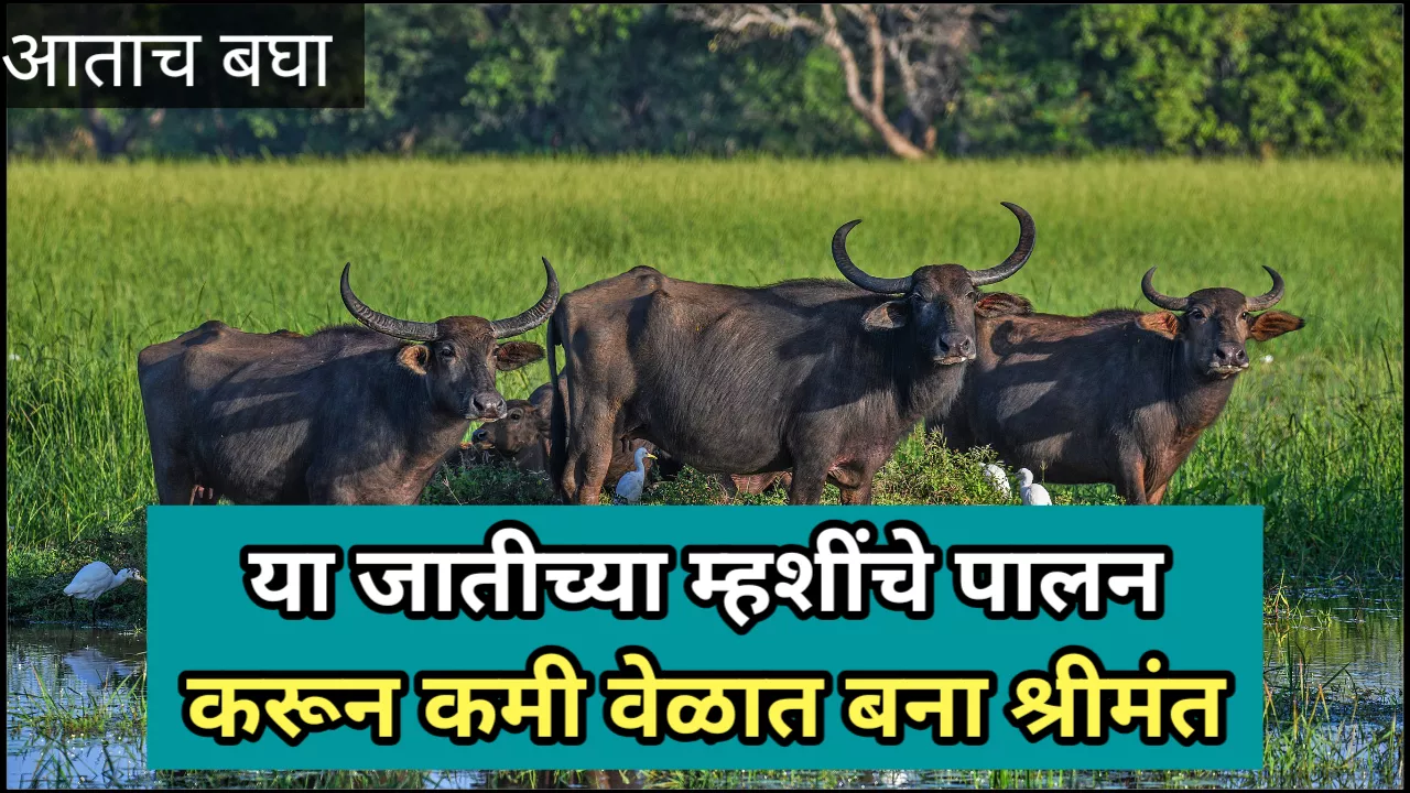 Best Buffalo for milk in maharashtra