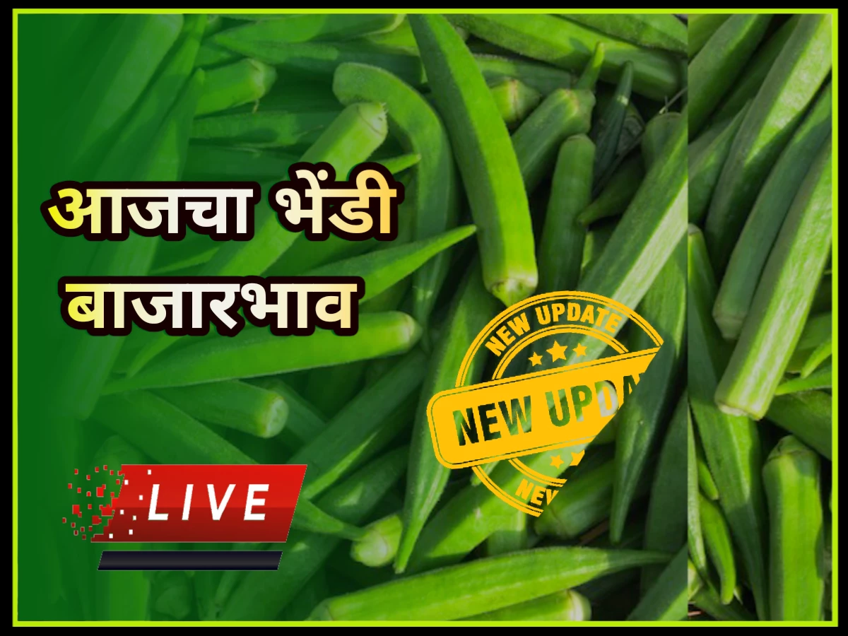 Bhendi Rate: भेंडी बाजार भाव महाराष्ट्र, महाराष्ट्रातील भेंडी रेट Bhendi bajar bhav