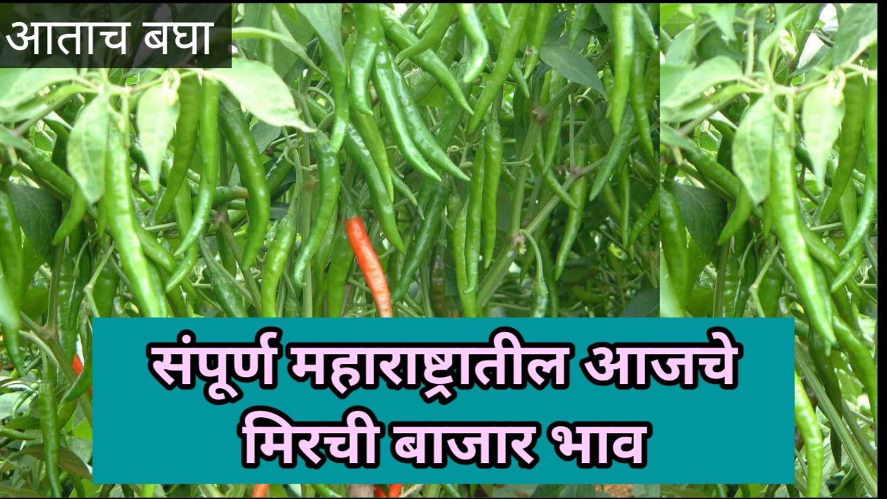 Mirchi bajar bhav