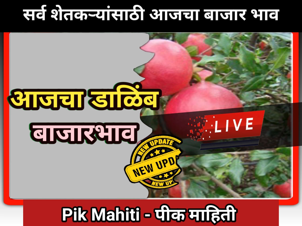 Dalimb rate: डाळिंब बाजारभाव महाराष्ट्र, आजचे बाजार समिती नुसार डाळिंब रेट Dalimb bajar bhav