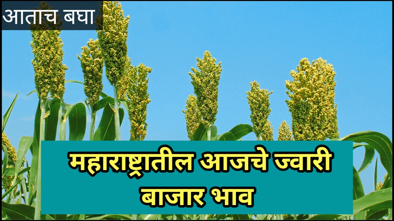 Jwari bajar bhav