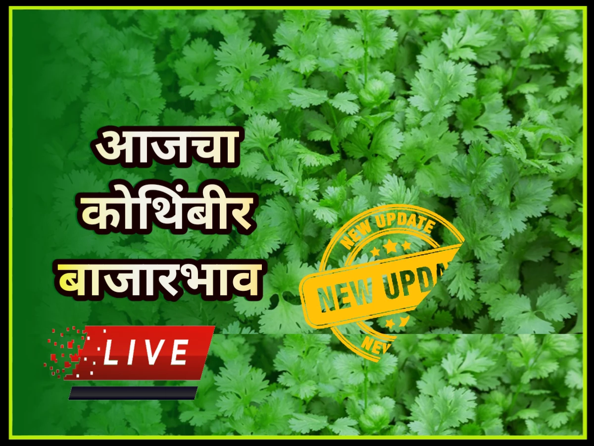 Kothimbir bajar bhav