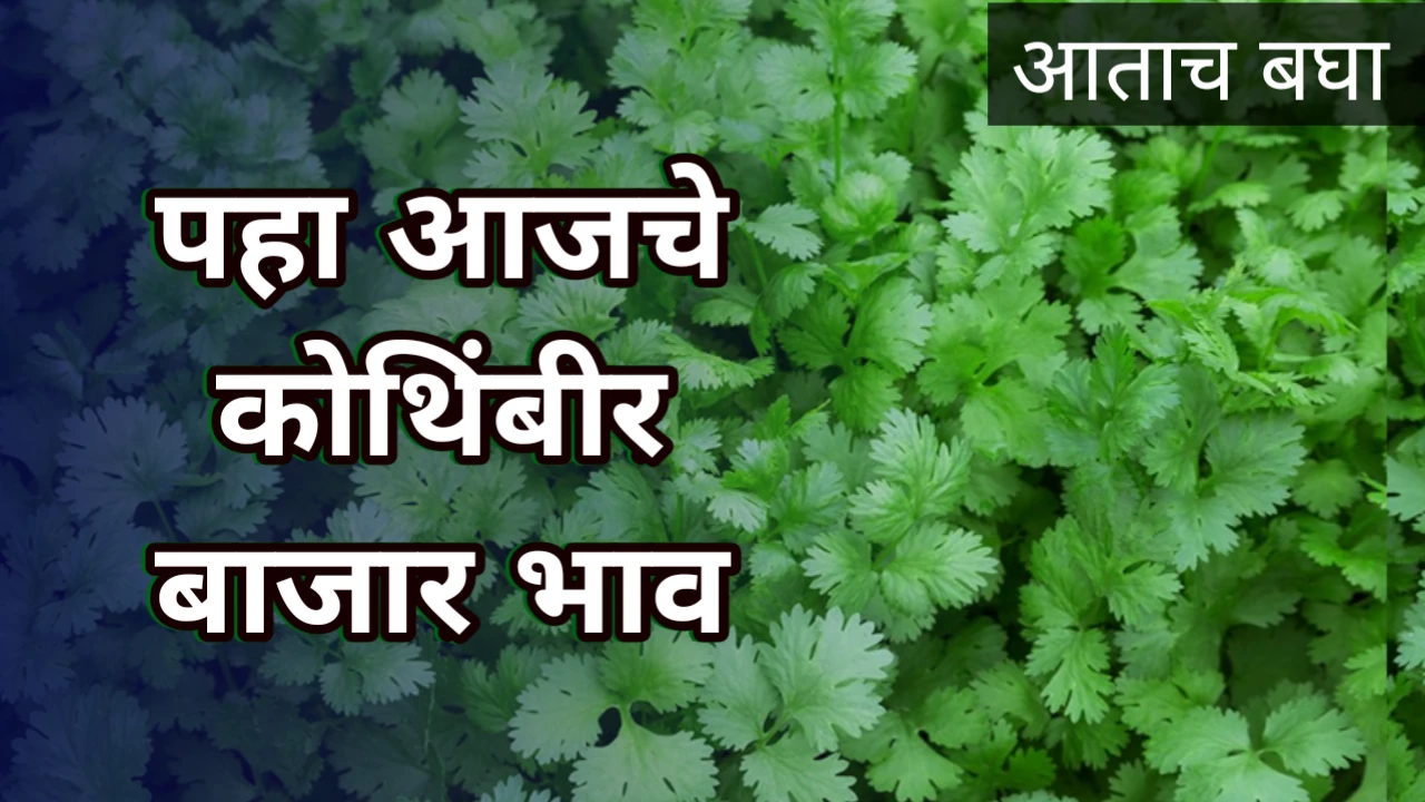 Kothimbir bajar bhav