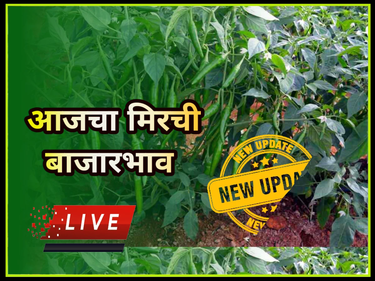 Mirchi bajar bhav