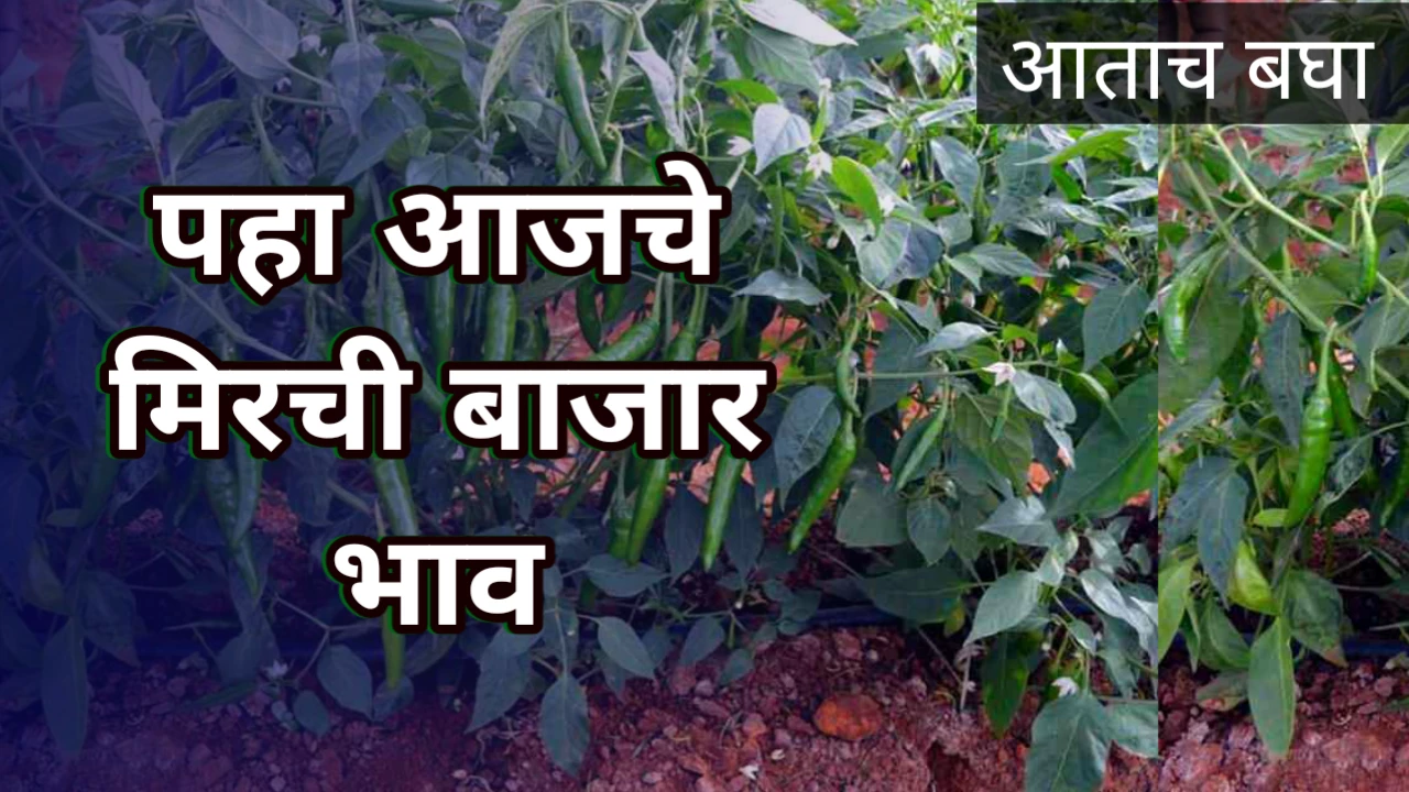 Mirchi bajar bhav