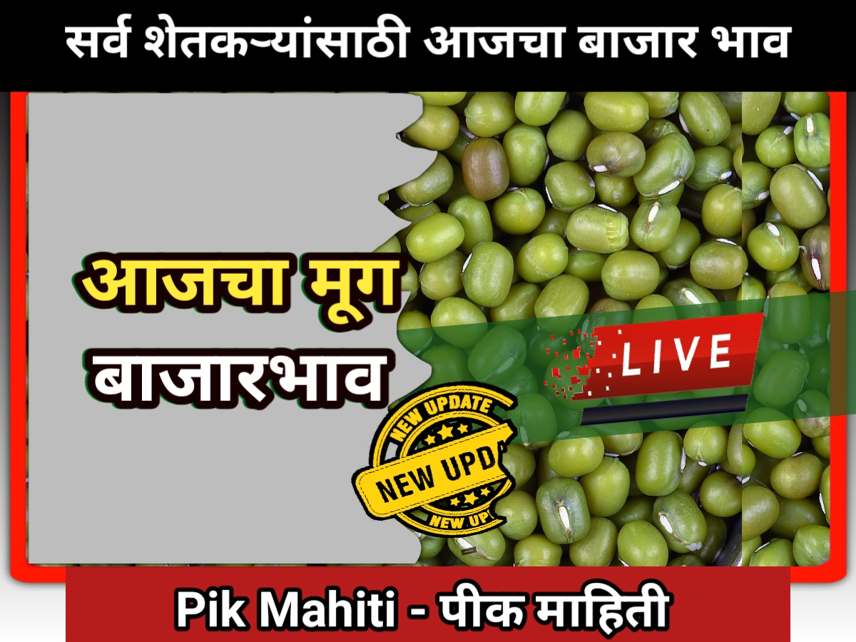 Mug rate: मूग बाजारभाव महाराष्ट्र, संपूर्ण महाराष्ट्रातील मुगाचे भाव Mug bajar bhav