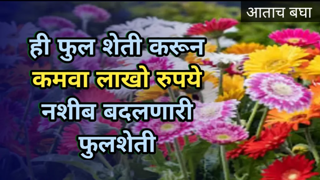 Chilli rate: मिरची बाजारभाव संपूर्ण महाराष्ट्र, ताजी मिरचीचे भाव Nargis flower mahiti