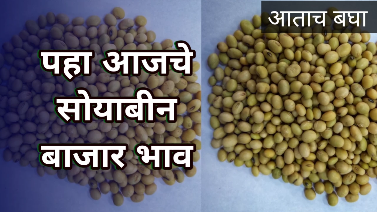Soyabean bajar bhav