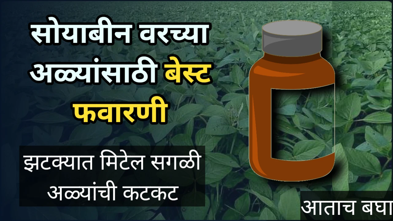 Soyabean Pest: फुलोरा किंवा शेंगाच्या अवस्थेतील सोयाबीन ला करा ही फवारणी, झटक्यात मिटेल सगळी अळ्यांची कटकट Soyabean pest