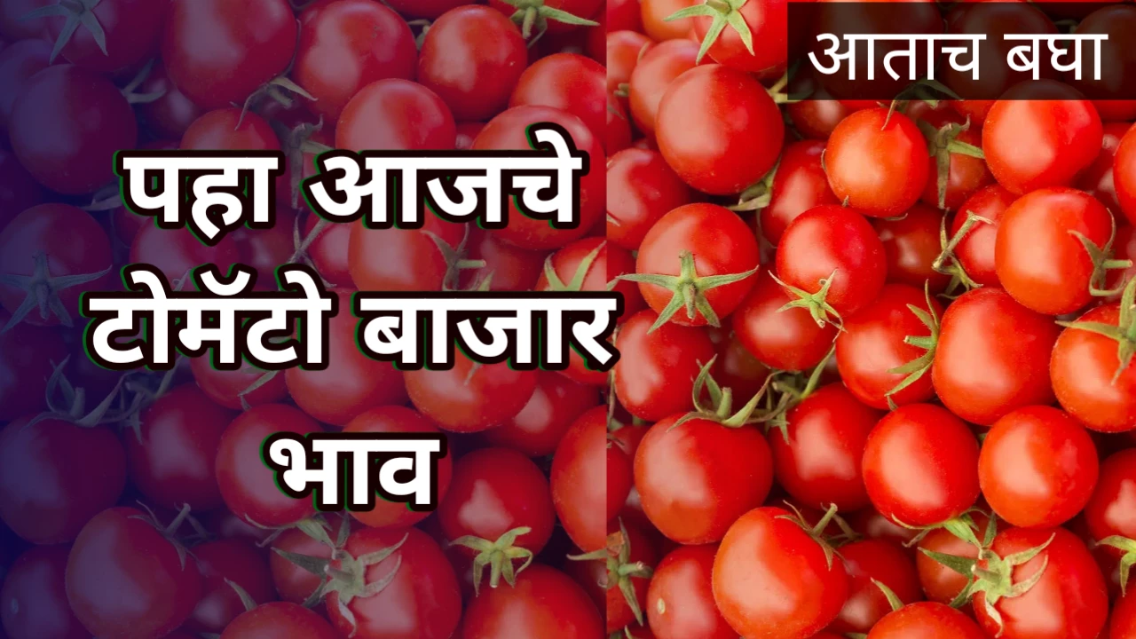 Tomato bajar bhav