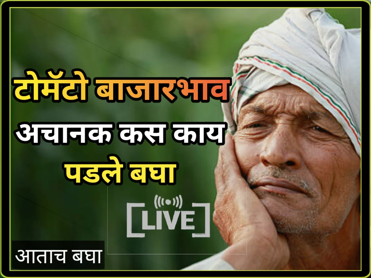 Tomato rate maharashtra