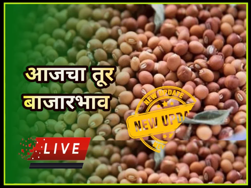 Coriander rate: संपूर्ण महाराष्ट्रातील बाजार समिती नुसार कोथिंबीर बाजार भाव Tur bajar bhav