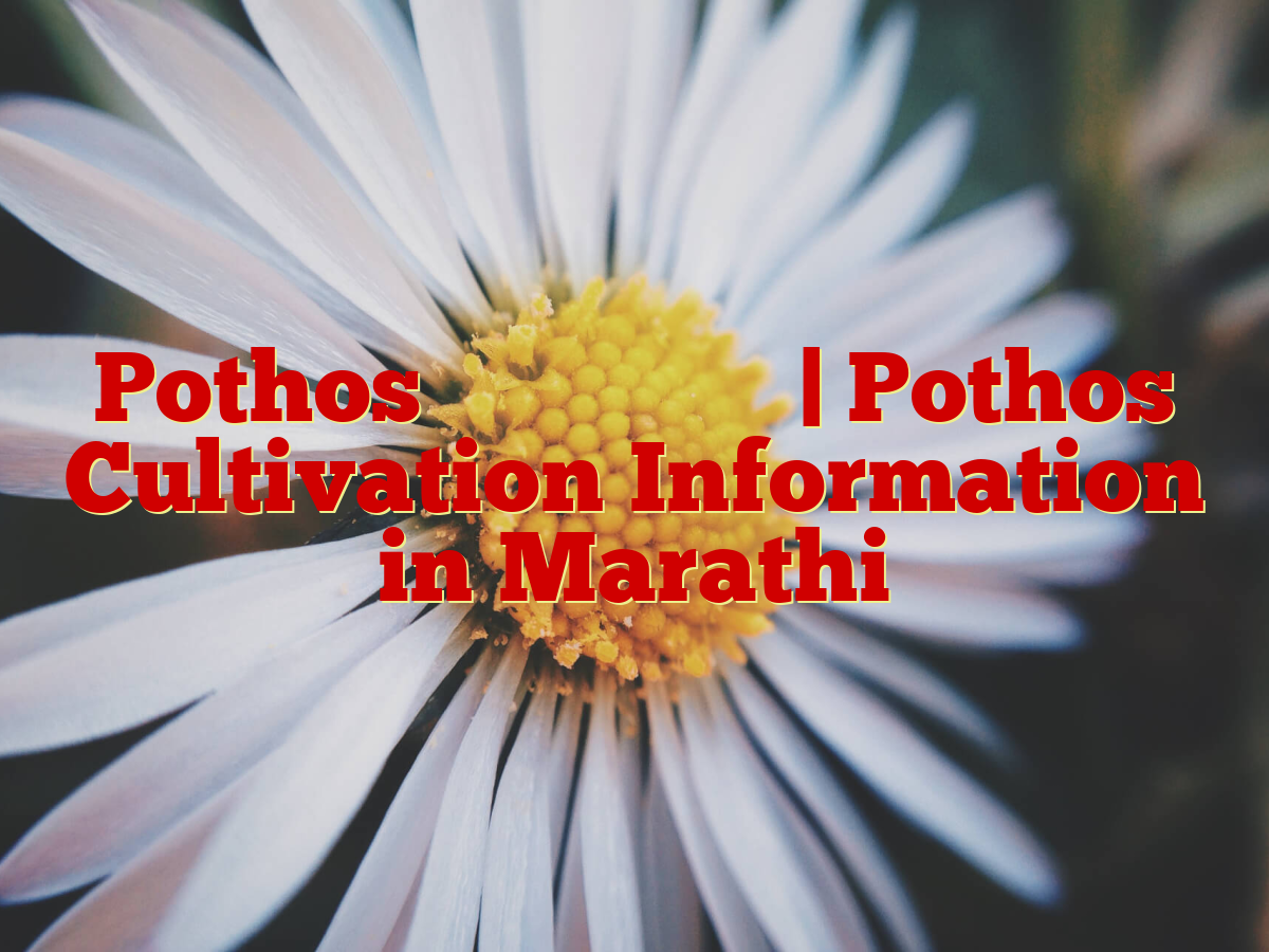 Pothos लागवड माहिती | Pothos Cultivation Information in Marathi