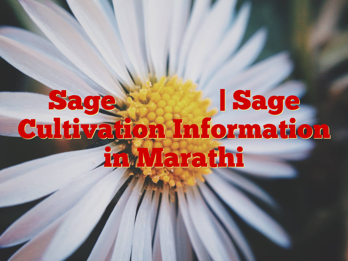Sage लागवड माहिती | Sage Cultivation Information in Marathi