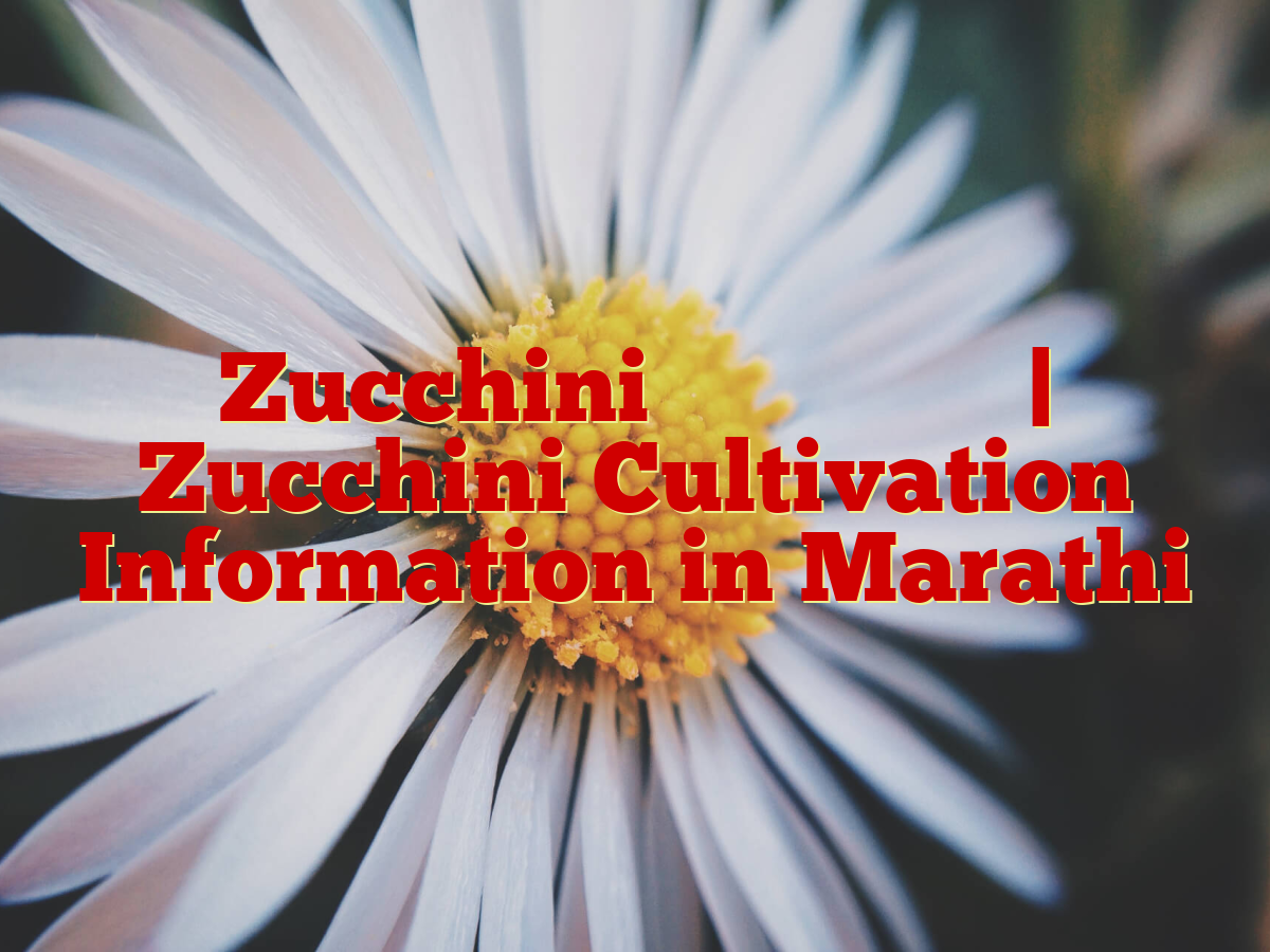 Zucchini लागवड माहिती | Zucchini Cultivation Information in Marathi