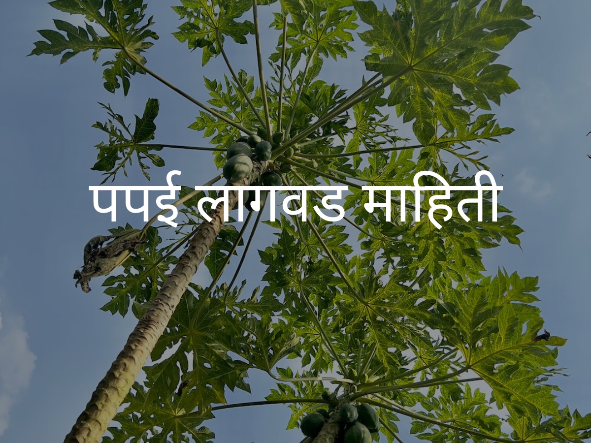 पपई लागवड माहिती | Papaya Cultivation Information in Marathi