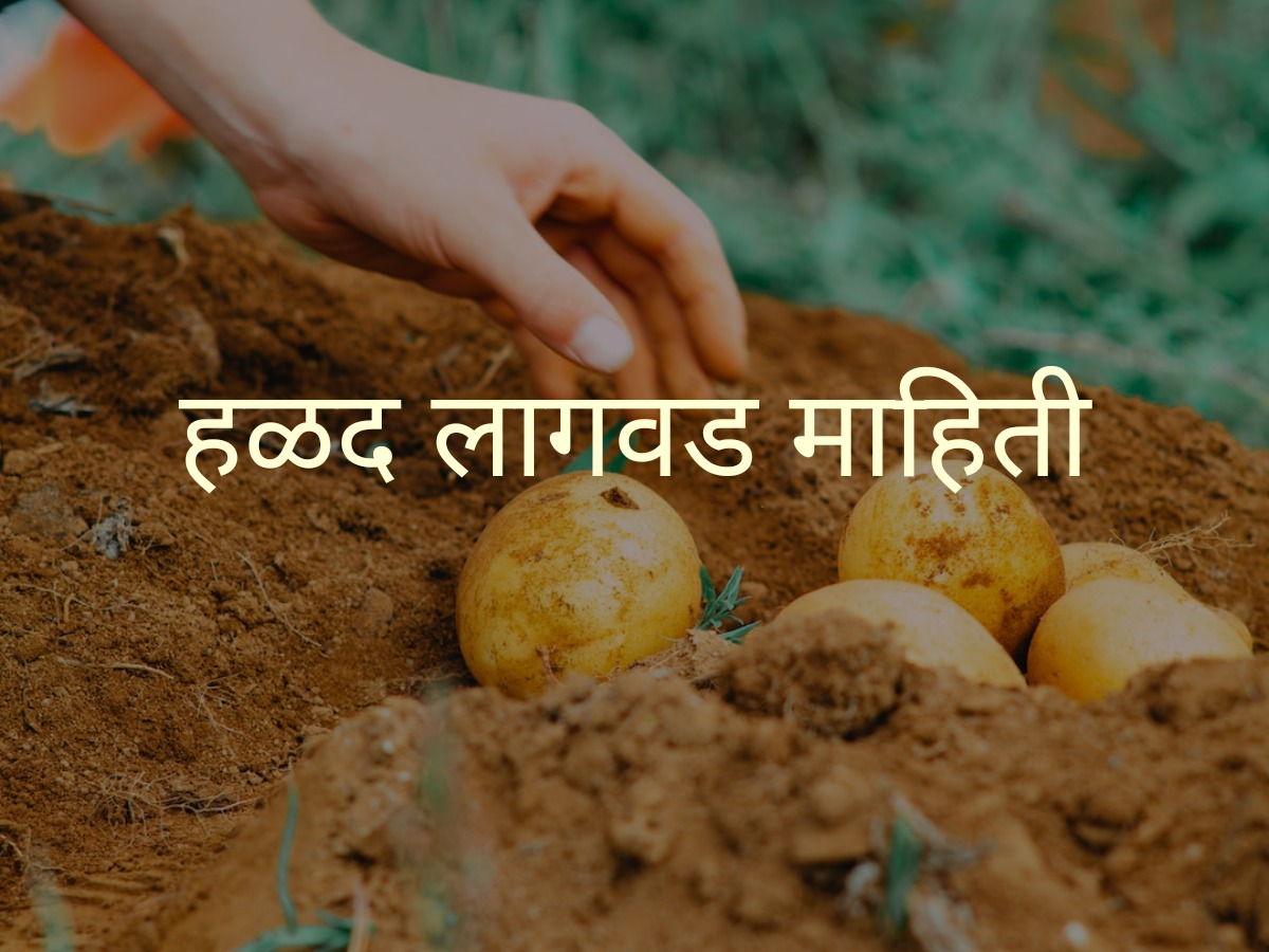 हळद लागवड माहिती | Turmeric Cultivation Information in Marathi