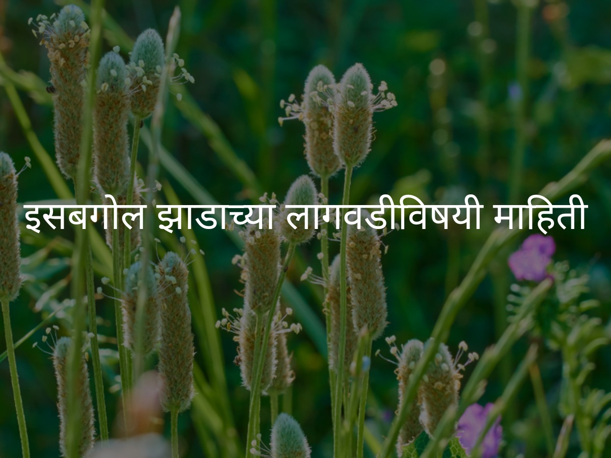 इसाबगोल लागवड माहिती | Isabgol (Psyllium Husk) Cultivation Information in Marathi