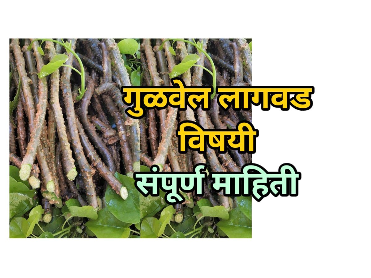 गुळवेल लागवड माहिती