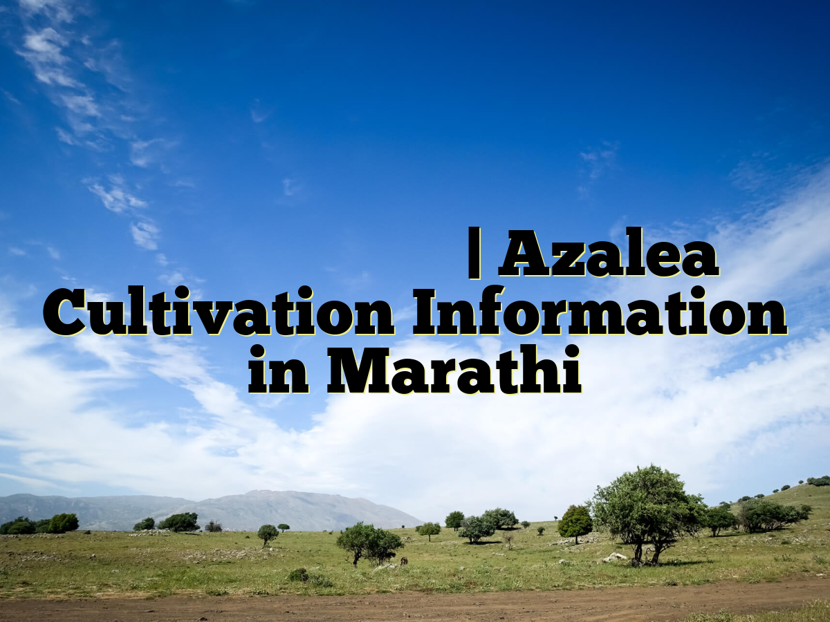 अझलिया लागवड माहिती | Azalea Cultivation Information in Marathi अझलिया लागवड माहिती | Azalea Cultivation Information in Marathi