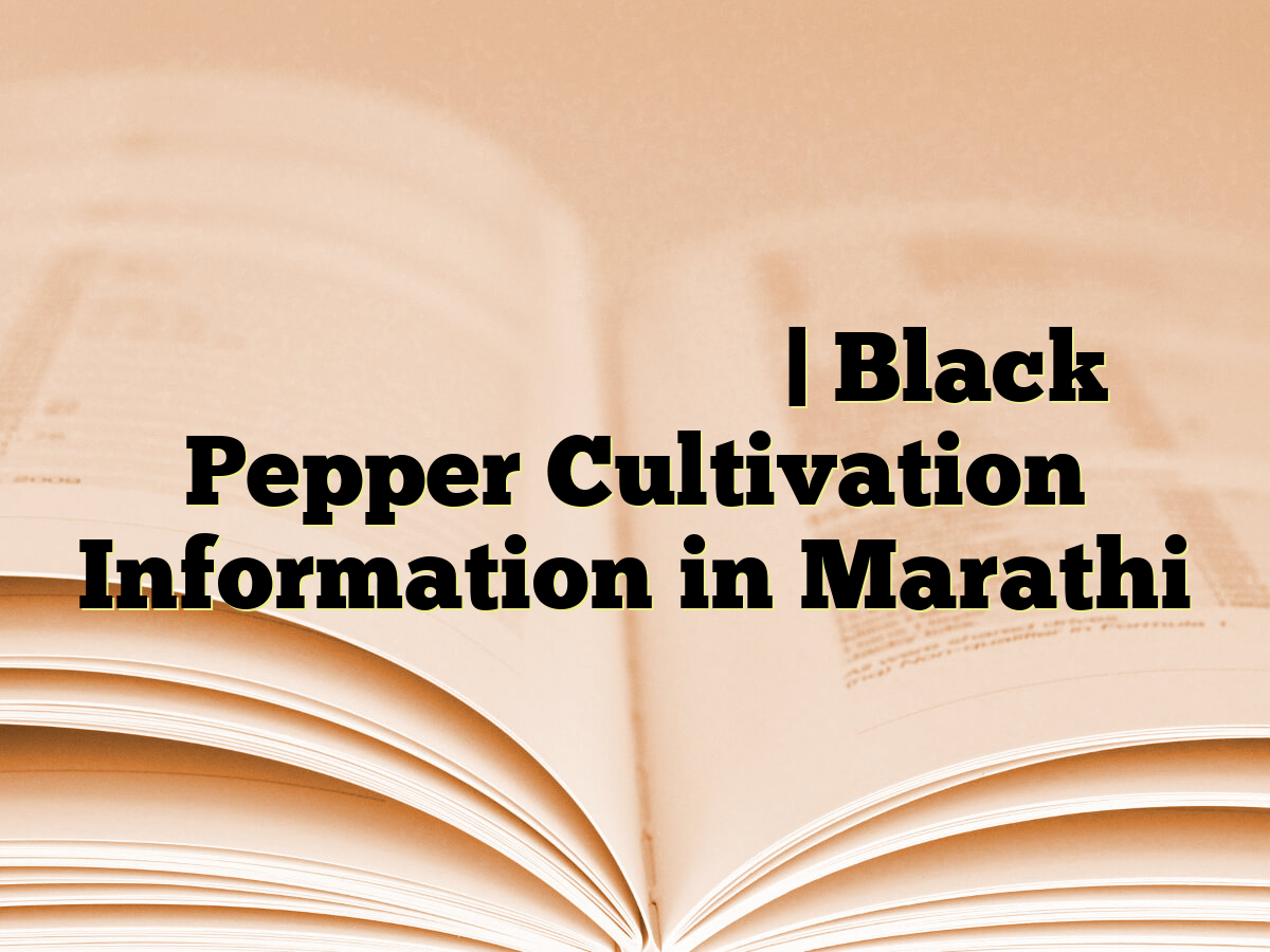 काळी मिरी लागवड माहिती Black Pepper Cultivation Information in Marathi