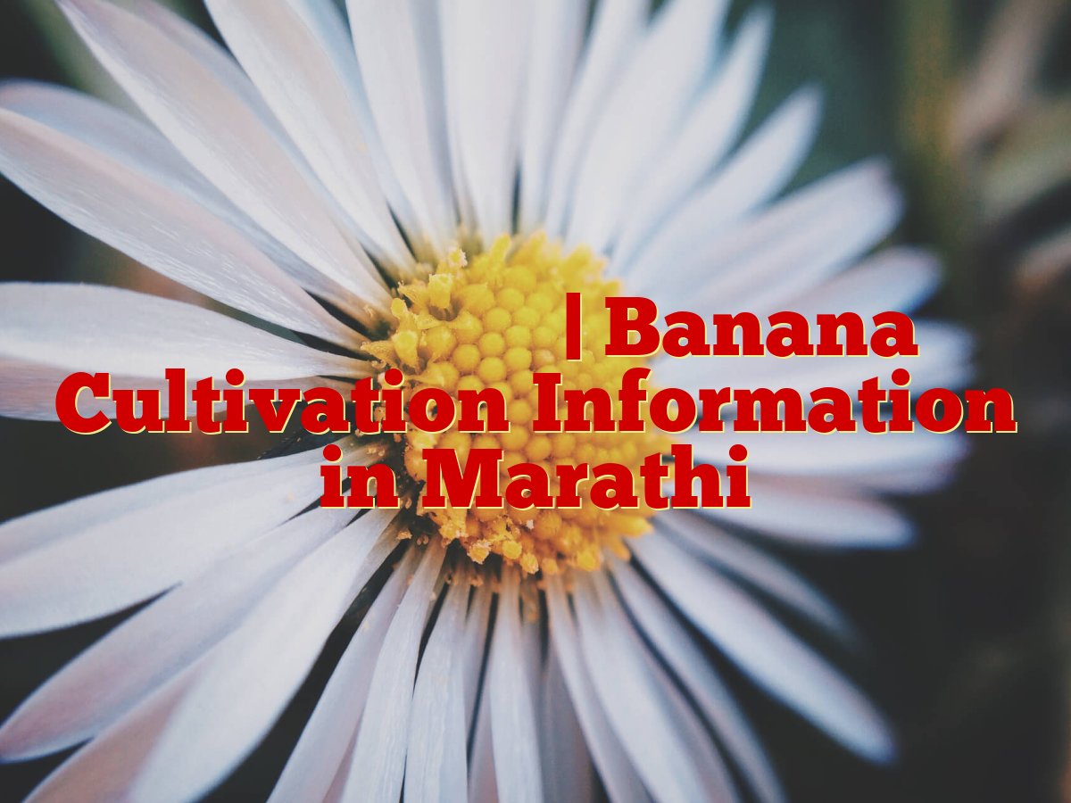 केळी लागवड माहिती | Banana Cultivation Information in Marathi