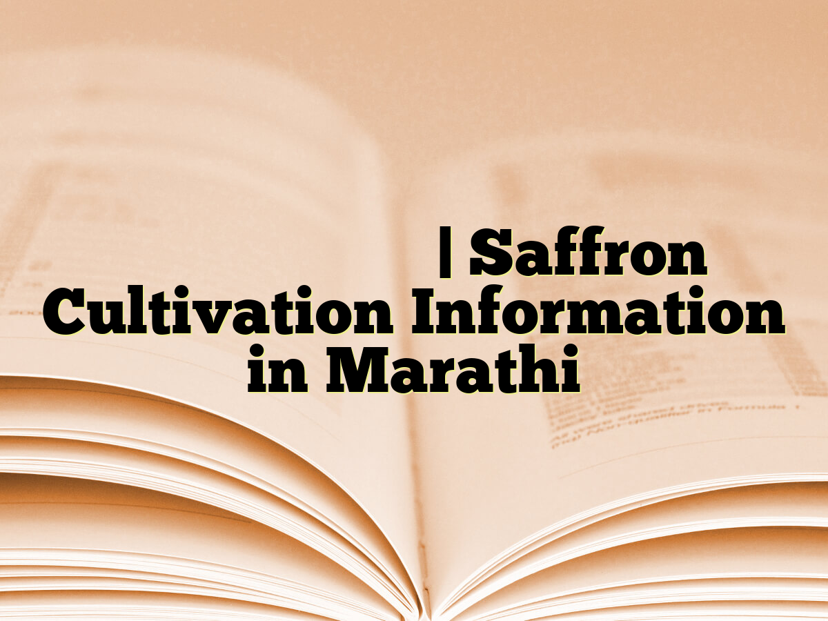 केशर लागवड माहिती | Saffron Cultivation Information in Marathi