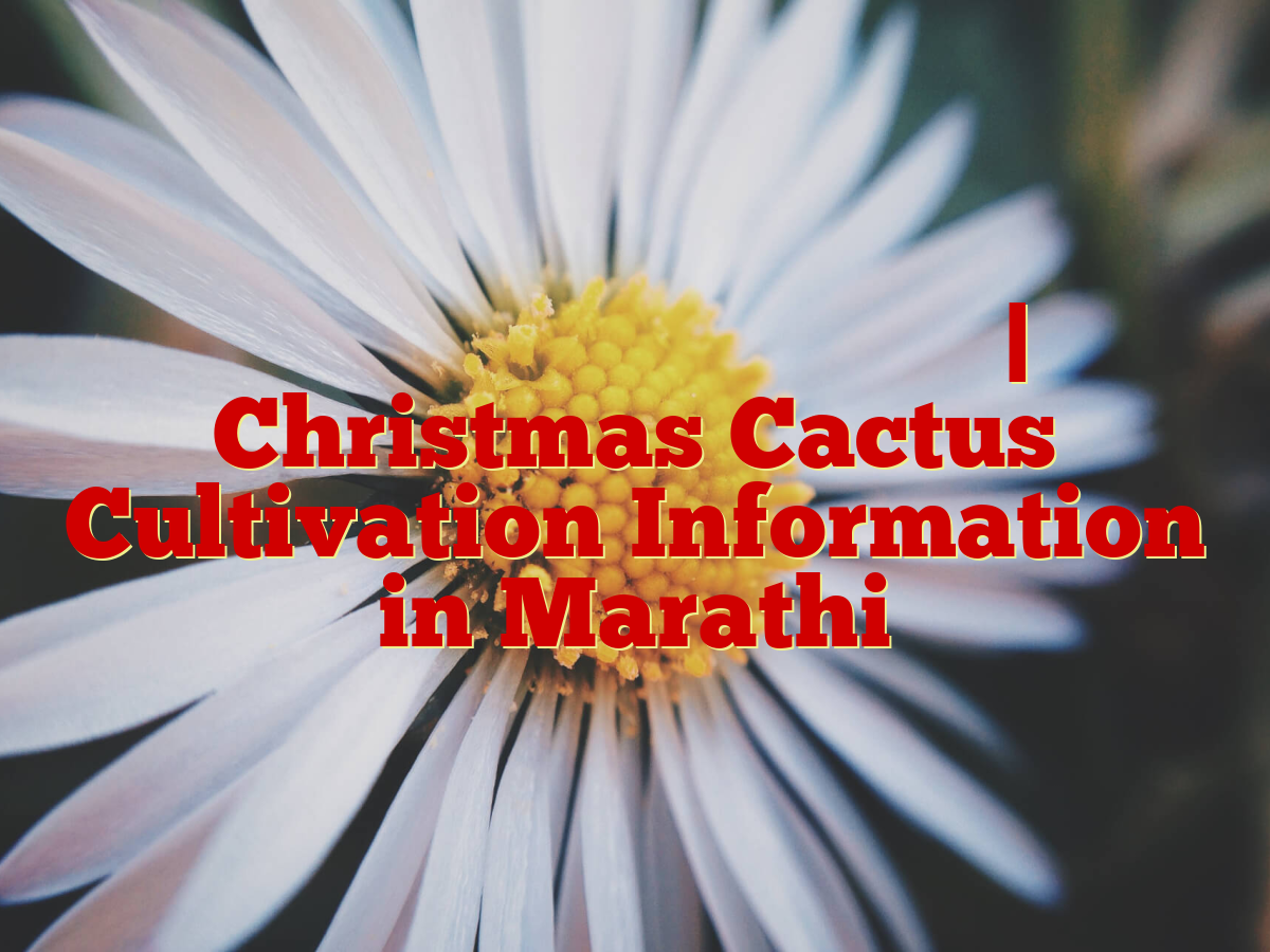 ख्रिसमस कॅक्टस लागवड माहिती | Christmas Cactus Cultivation Information in Marathi