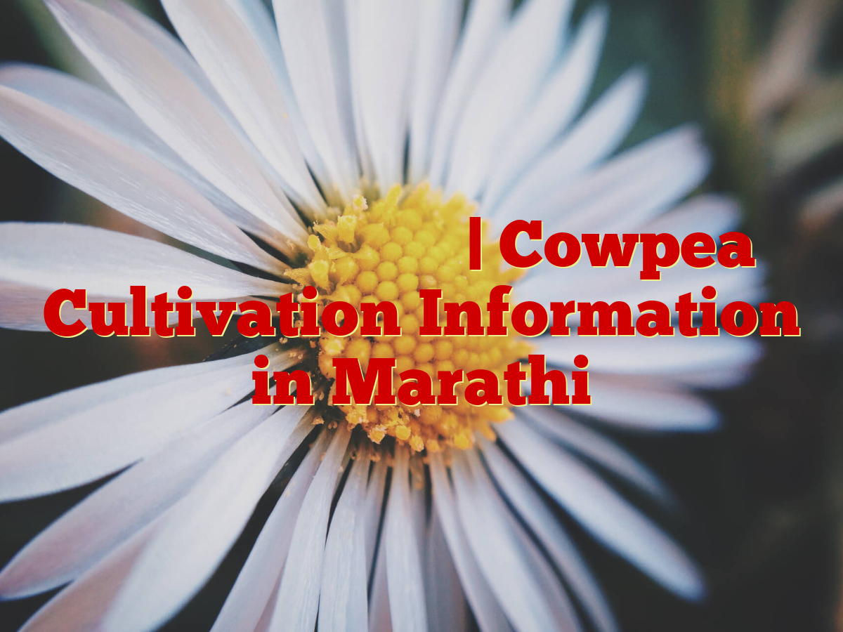 गायपीया लागवड माहिती | Cowpea Cultivation Information in Marathi