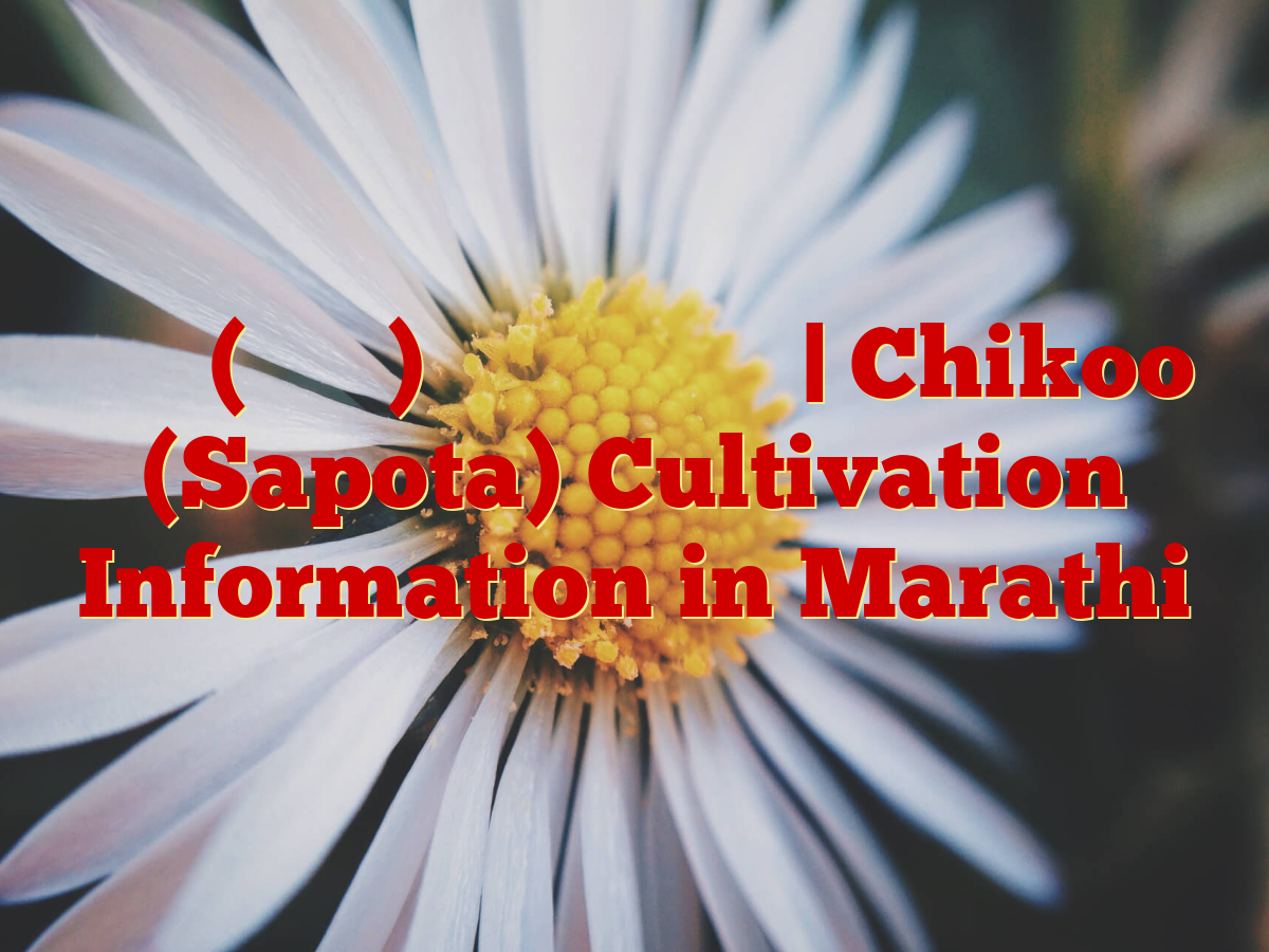 चिकू (सपोटा) लागवड माहिती | Chikoo (Sapota) Cultivation Information in Marathi