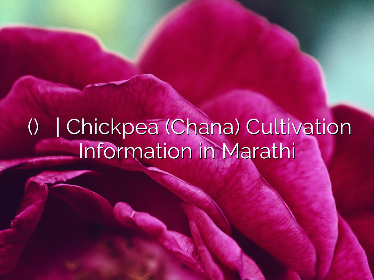 चणा (चाना) लागवड माहिती | Chickpea (Chana) Cultivation Information in Marathi