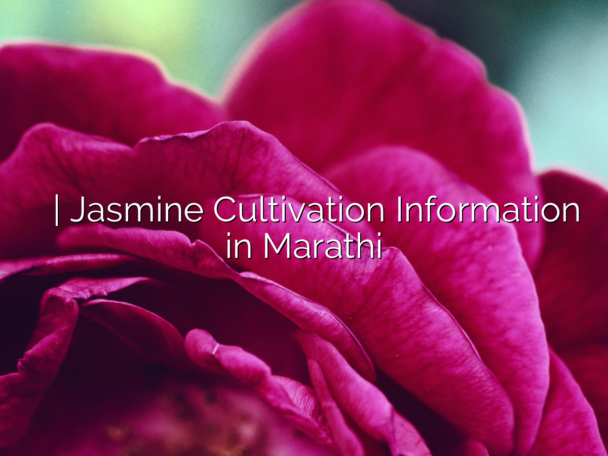 चमेली लागवड माहिती | Jasmine Cultivation Information in Marathi