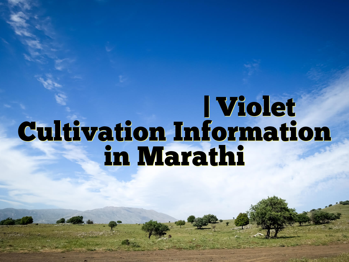जांभळा लागवड माहिती | Violet Cultivation Information in Marathi जांभळा लागवड माहिती | Violet Cultivation Information in Marathi