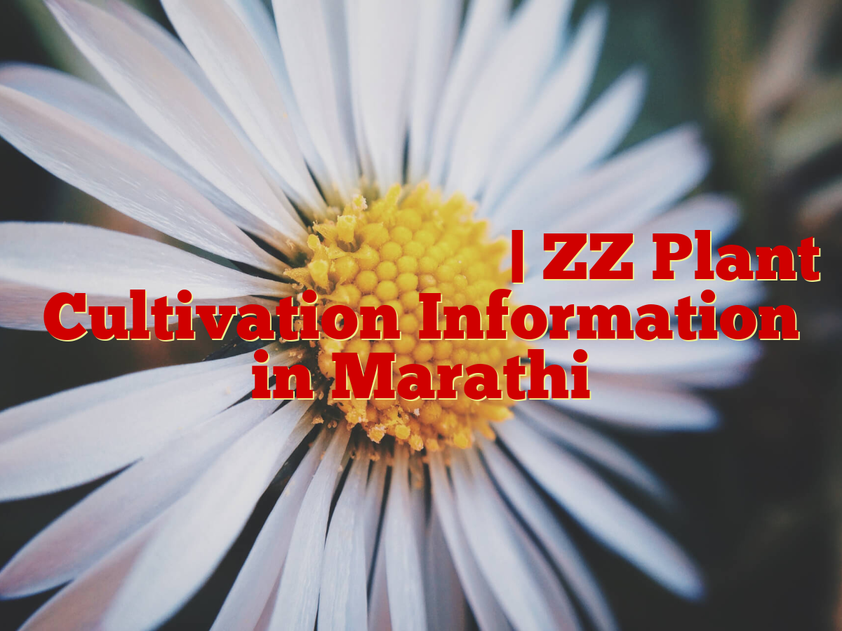 झेडझेड प्लांट लागवड माहिती | ZZ Plant Cultivation Information in Marathi