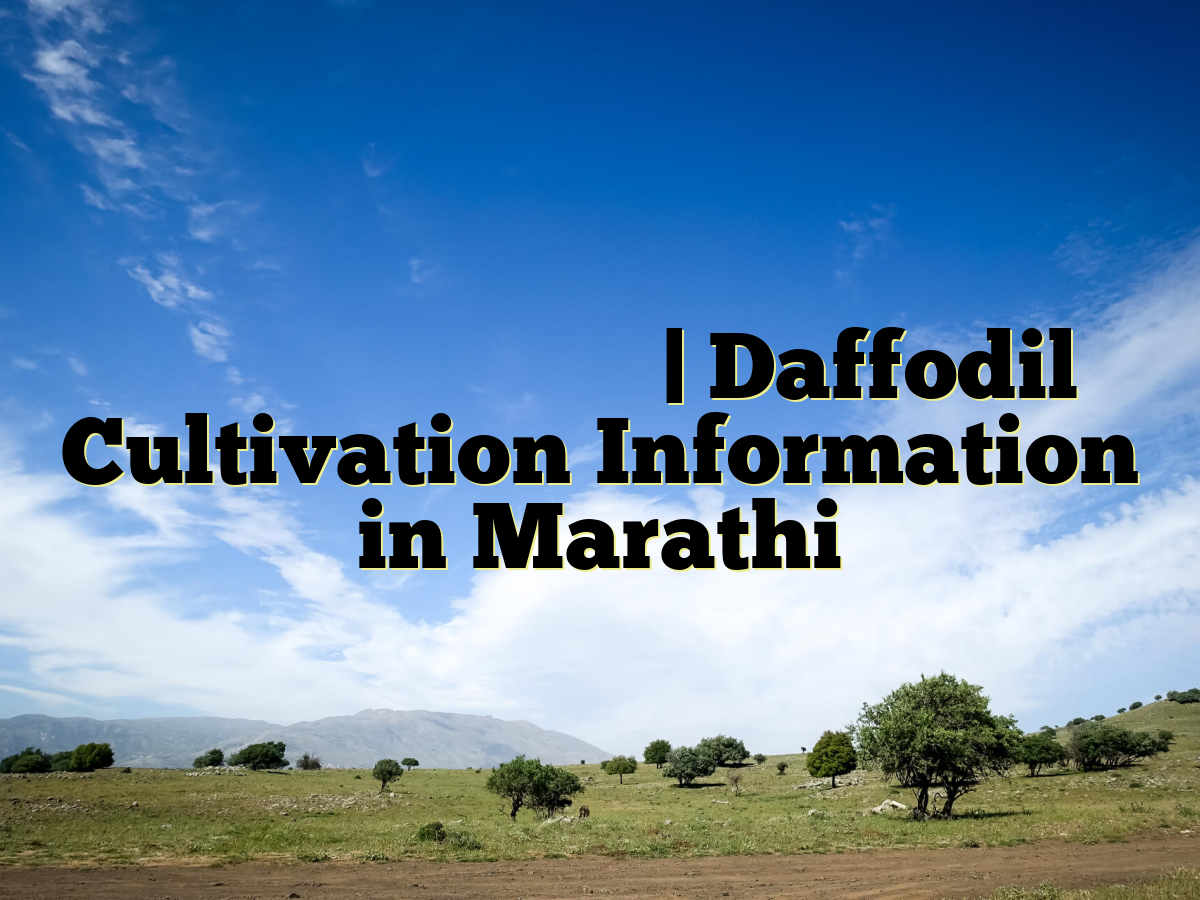डॅफोडिल लागवड माहिती | Daffodil Cultivation Information in Marathi डॅफोडिल लागवड माहिती | Daffodil Cultivation Information in Marathi