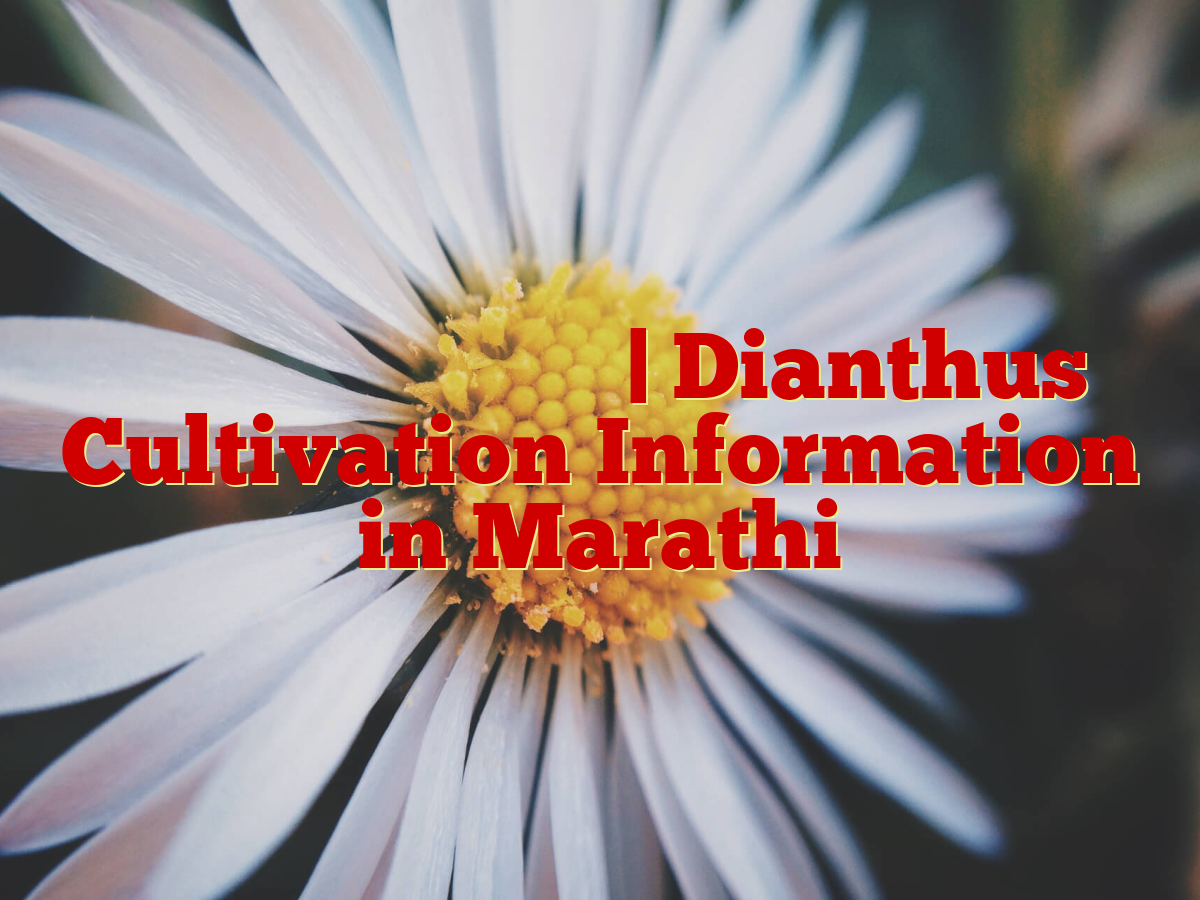 डायंटस लागवड माहिती | Dianthus Cultivation Information in Marathi