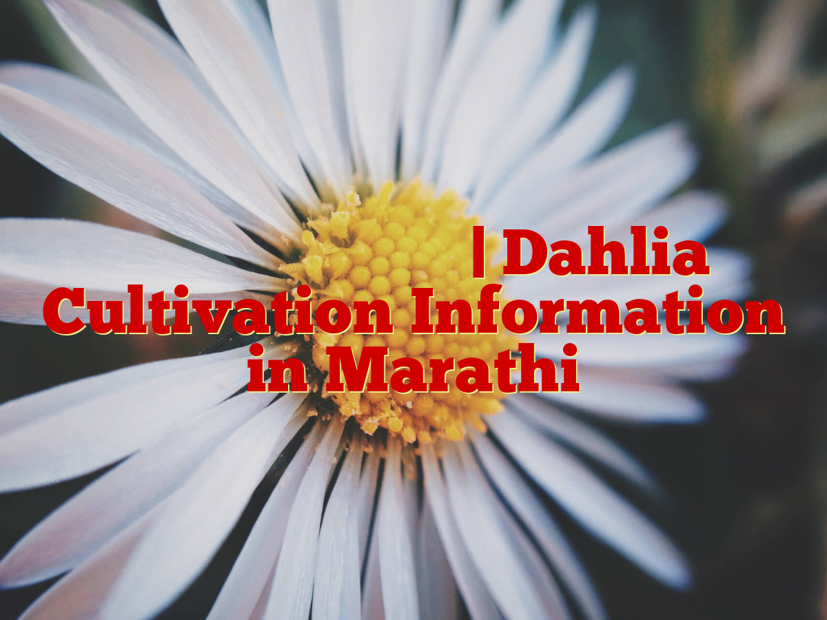 डहलिया लागवड माहिती | Dahlia Cultivation Information in Marathi