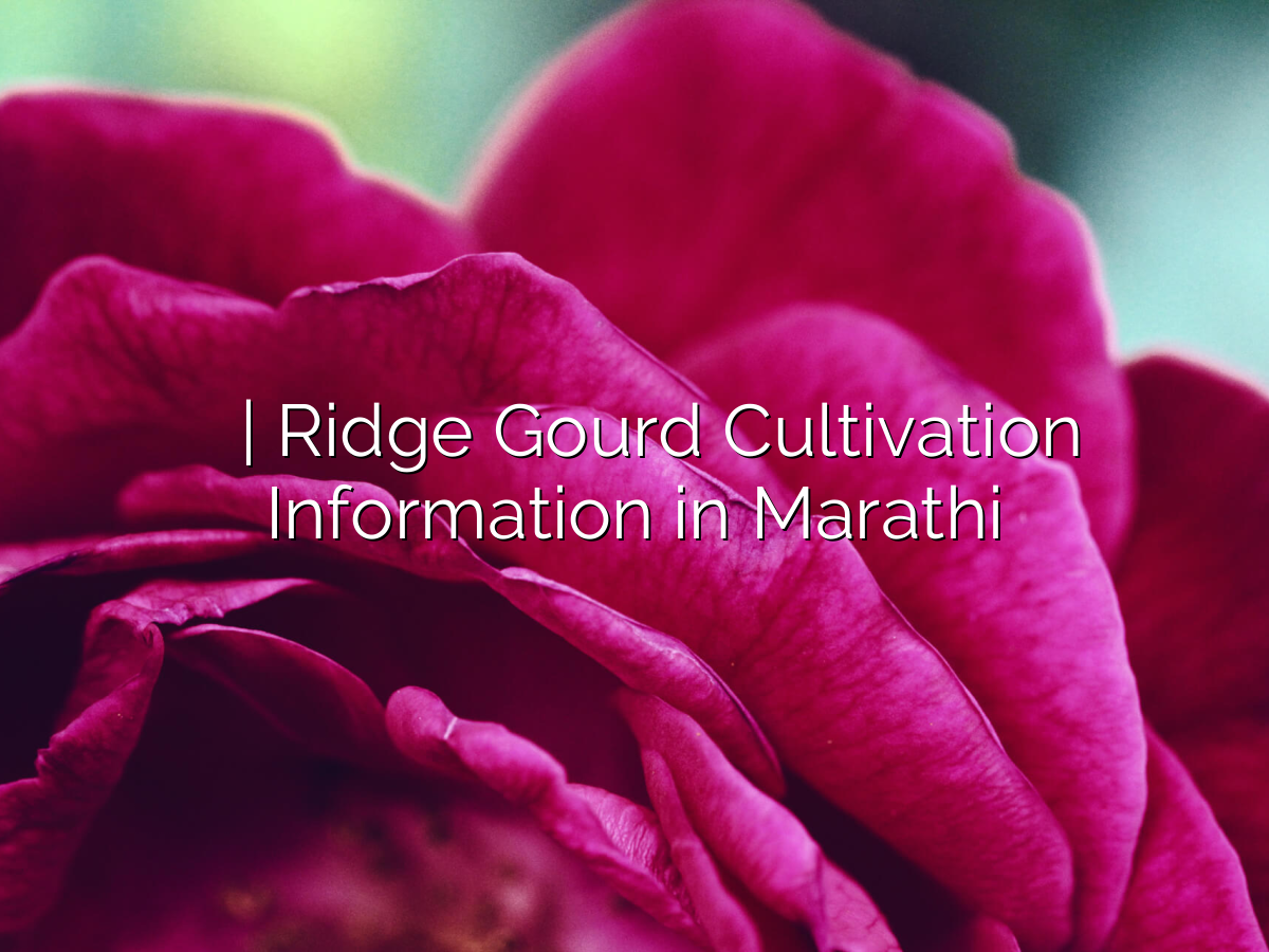 दोडका लागवड माहिती | Ridge Gourd Cultivation Information in Marathi दोडका लागवड माहिती | Ridge Gourd Cultivation Information in Marathi