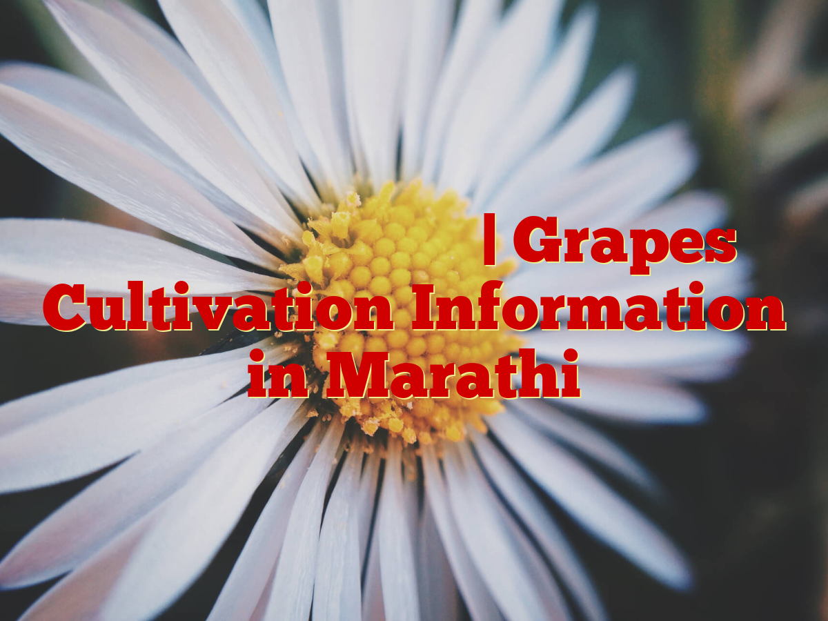 द्राक्षे लागवड माहिती Grapes Cultivation Information in Marathi