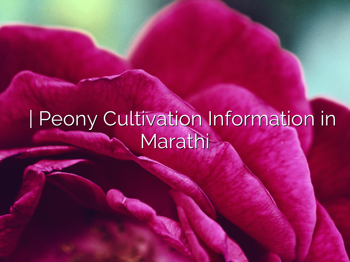 पेनी लागवड माहिती | Peony Cultivation Information in Marathi