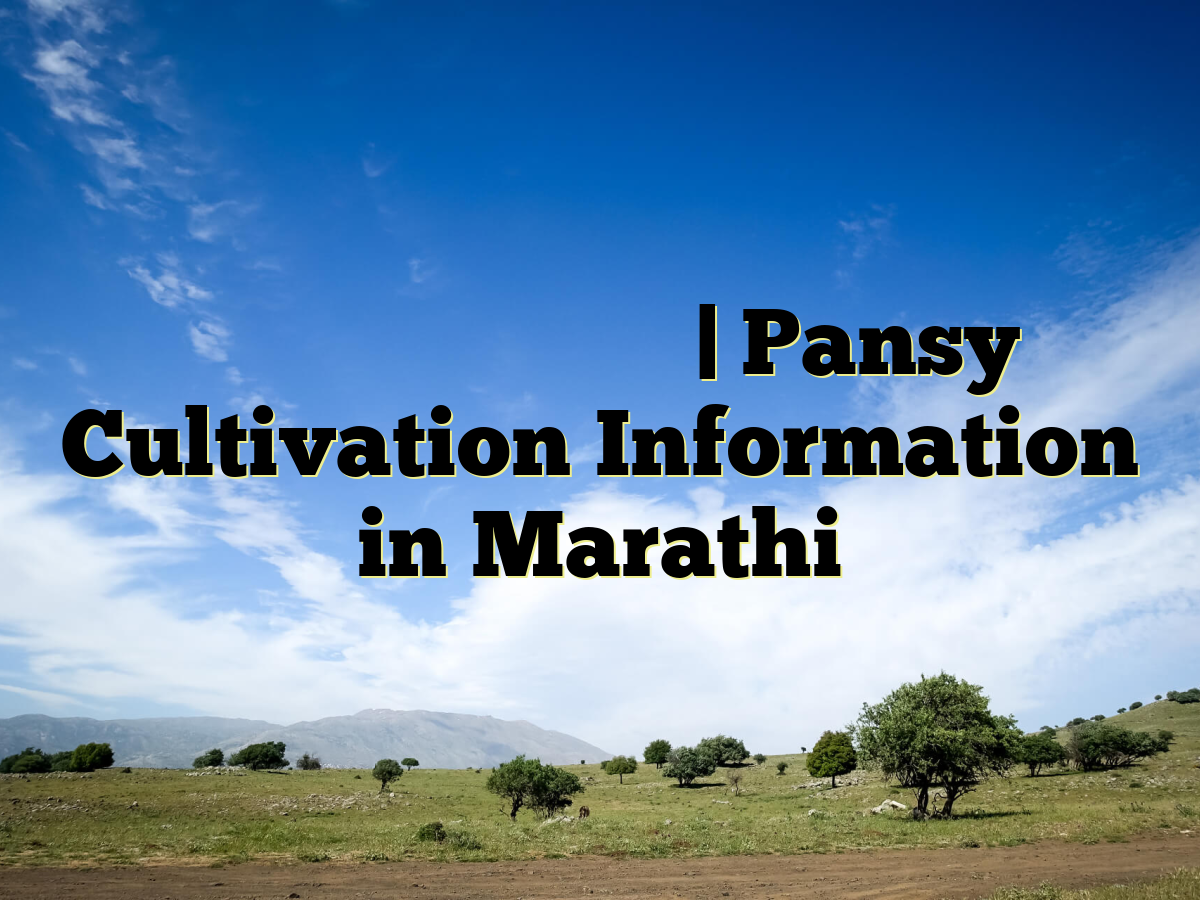 पॅन्सी लागवड माहिती | Pansy Cultivation Information in Marathi