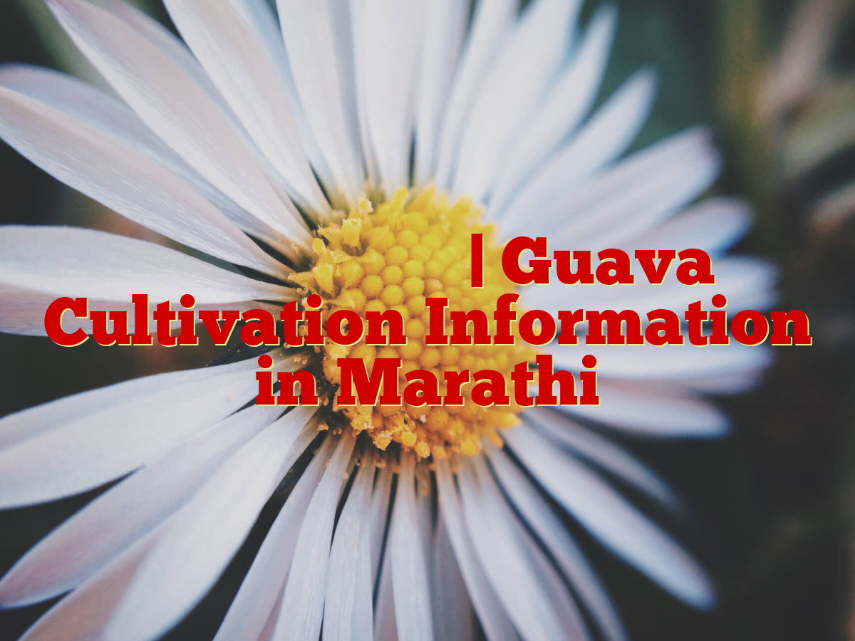 पेरू लागवड माहिती | Guava Cultivation Information in Marathi