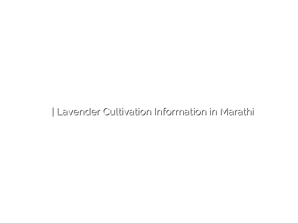 लैव्हेंडर लागवड माहिती | Lavender Cultivation Information in Marathi