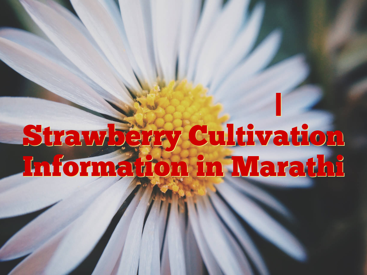 स्ट्रॉबेरी लागवड माहिती | Strawberry Cultivation Information in Marathi