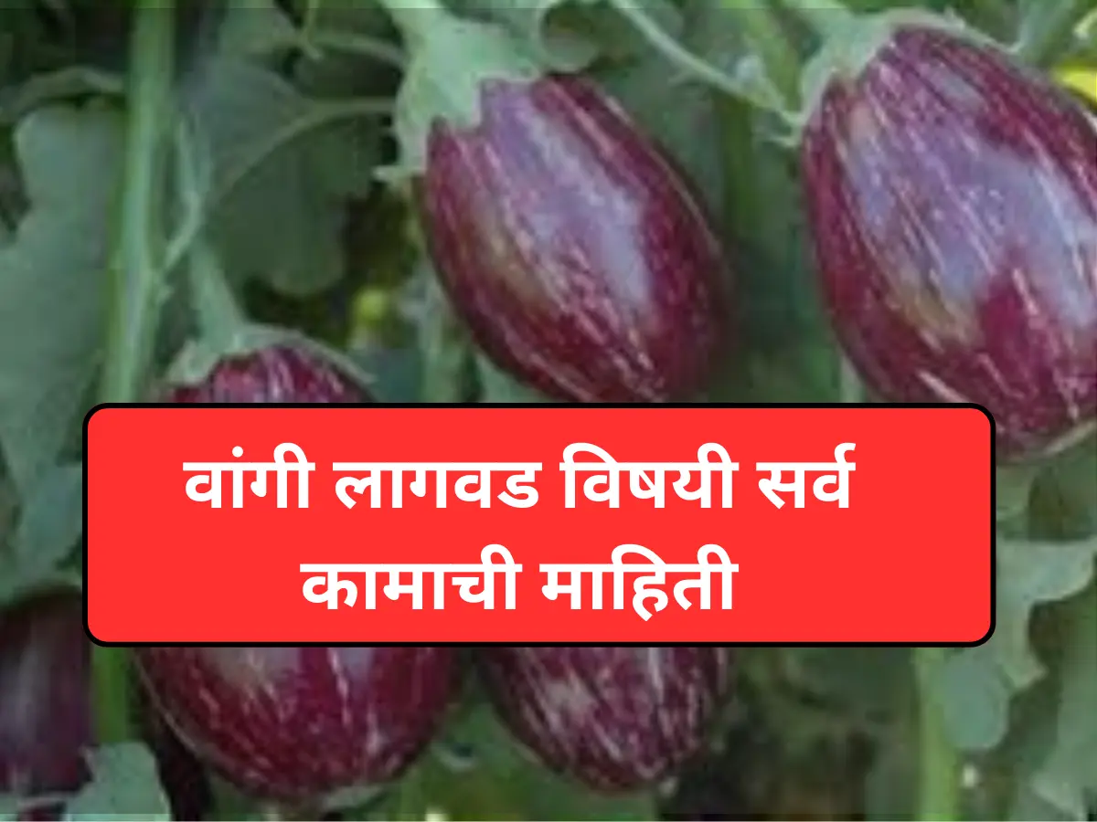 वांगी लागवड माहिती | Brinjal Cultivation Information in Marathi वांगी लागवड माहिती