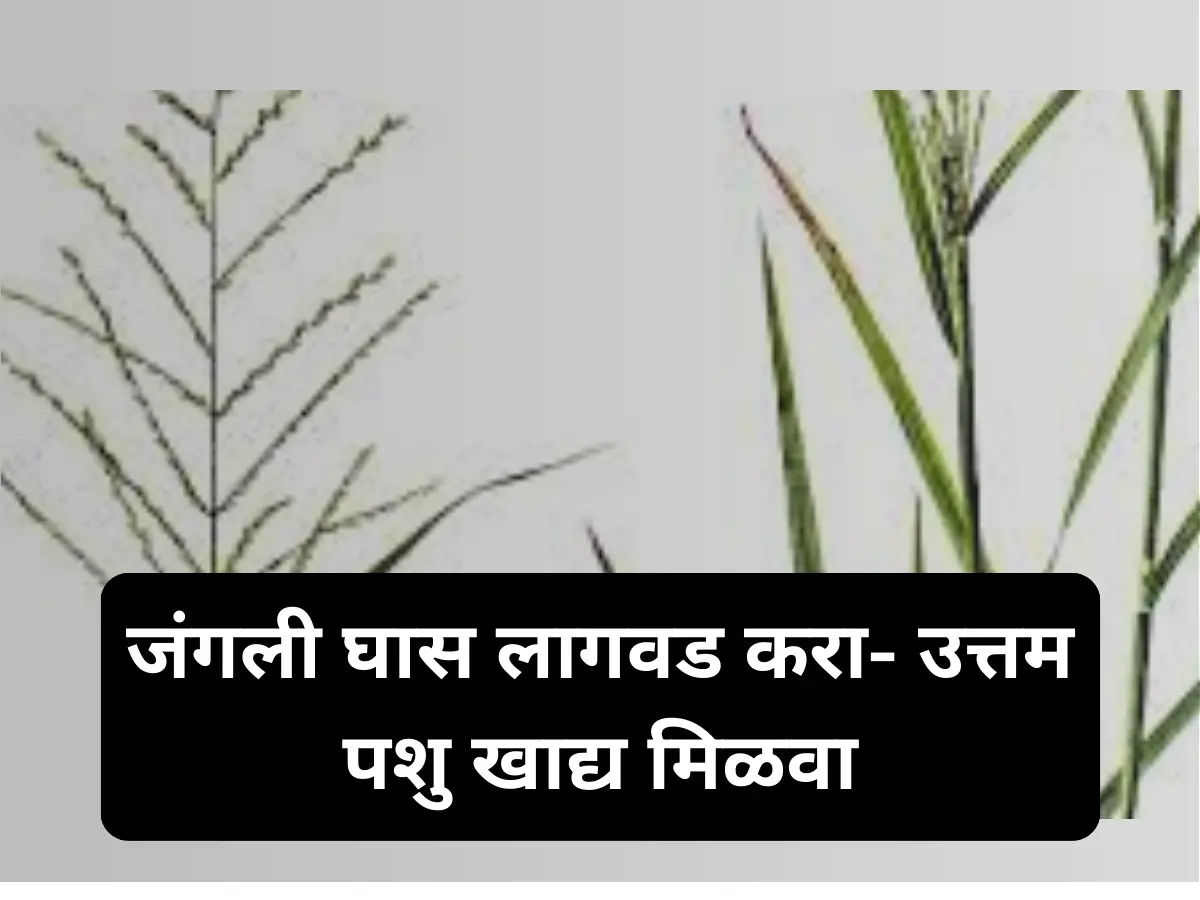 जंगली घास