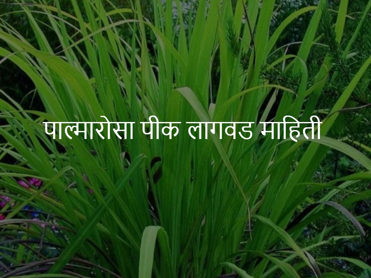 palmarosa crop cultivation