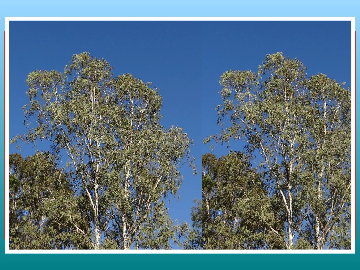 निलगिरी लागवड माहिती | Eucalyptus Cultivation Information in Marathi